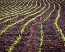 Ventajas y desventajas de la agricultura organica