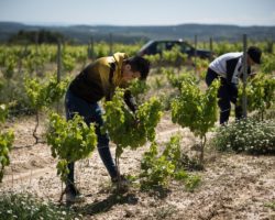 Ventajas y desventajas del campo