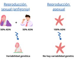 Ventajas y desventajas de la reproduccion sexual y asexual