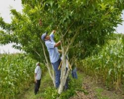 Ventajas y desventajas del sistema miaf