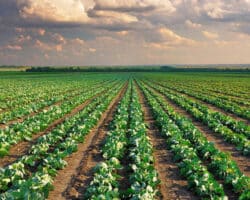 Ventajas y desventajas de la agricultura ecológica en Euroinnova