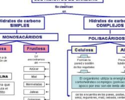 Ventajas y desventajas de los carbohidratos de absorción lenta.