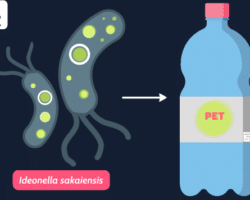 Ventajas y desventajas de Ideonella sakaiensis