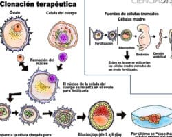 Ventajas y desventajas del impacto social de la clonación