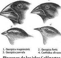 Ventajas y desventajas de la selección natural y artificial