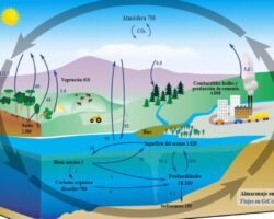 Ventajas y desventajas del ciclo del carbono

El ciclo del carbono presenta tanto ventajas como desventajas en el medio ambiente. Por un lado, el carbono es esencial para el sustento de la vida en la Tierra, ya que forma parte de los compuestos orgánicos presentes en los seres vivos. Además, el ciclo del carbono ayuda a regular la temperatura del planeta, ya que participa en el proceso de absorción y liberación de dióxido de carbono, un gas de efecto invernadero. Por otro lado, el aumento desmedido de dióxido de carbono en la atmósfera como resultado de actividades humanas, como la quema de combustibles fósiles, ha llevado a un aumento en el efecto invernadero y al calentamiento global. Esto ha conducido a cambios climáticos significativos, como el derretimiento de los casquetes polares y el aumento del nivel del mar, lo que representa una grave amenaza para los ecosistemas y la vida en el planeta. En resumen, el ciclo del carbono es fundamental para el funcionamiento de la vida en la Tierra