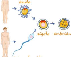 Ventajas y desventajas de la clonación artificial