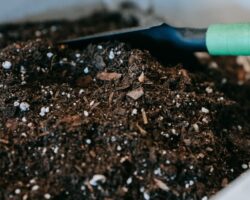 Las ventajas y desventajas del compost son un tema que puede ser considerado desde diferentes perspectivas. En primer lugar, entre las ventajas del compost se encuentra su capacidad para mejorar la calidad del suelo, al agregar nutrientes esenciales como materia orgánica y minerales. Además, el uso de compost puede ayudar a retener la humedad en el suelo, reducir la erosión y favorecer el crecimiento de las plantas. Por otro lado, es importante mencionar algunas desventajas del compost. En ocasiones, el proceso de compostaje puede generar malos olores, especialmente si no se realiza adecuadamente. También existe el riesgo de que se generen patógenos o semillas de plantas no deseadas en el compost, lo que podría afectar a las plantas o cultivos a los que se aplique. En resumen, el compost tiene ventajas como el mejoramiento del suelo y la retención de humedad, pero también puede presentar desventajas como olores desagradables y la posibilidad de introducir patógenos o semillas indeseables. Es importante considerar estos aspectos antes de decid