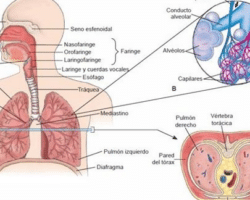 Ventajas y desventajas del sistema respiratorio

El sistema respiratorio presenta tanto ventajas como desventajas. En cuanto a sus ventajas, cabe destacar que nos permite obtener el oxígeno necesario para que nuestro organismo funcione correctamente. Además, el sistema respiratorio también nos permite eliminar el dióxido de carbono y otros desechos del cuerpo a través de la exhalación. Sin embargo, el sistema respiratorio también tiene sus desventajas. Una de ellas es que puede ser susceptible a enfermedades respiratorias, como el resfriado común o la gripe. Además, la exposición a sustancias tóxicas o irritantes puede afectar negativamente el funcionamiento del sistema respiratorio. En resumen, aunque el sistema respiratorio es esencial para nuestra supervivencia, también requiere cuidado y atención para evitar posibles complicaciones y enfermedades respiratorias.