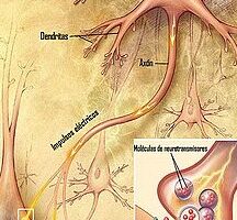 Ventajas y desventajas del sistema nervioso