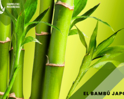 Ventajas y desventajas de sembrar bambú.