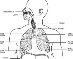 Ventajas y desventajas del sistema respiratorio.