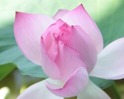 Ventajas y desventajas de Lotus Hoja de Cálculo.