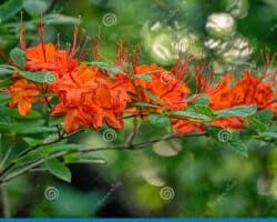 Ventajas y desventajas de Lycoris.