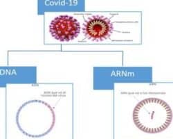 Ventajas y desventajas de las vacunas de ADN